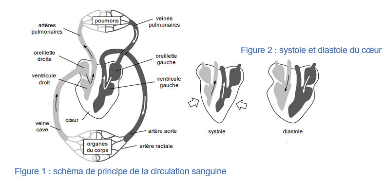 Notions sur le fonctionnement du c ur TAPIS DE COURSE